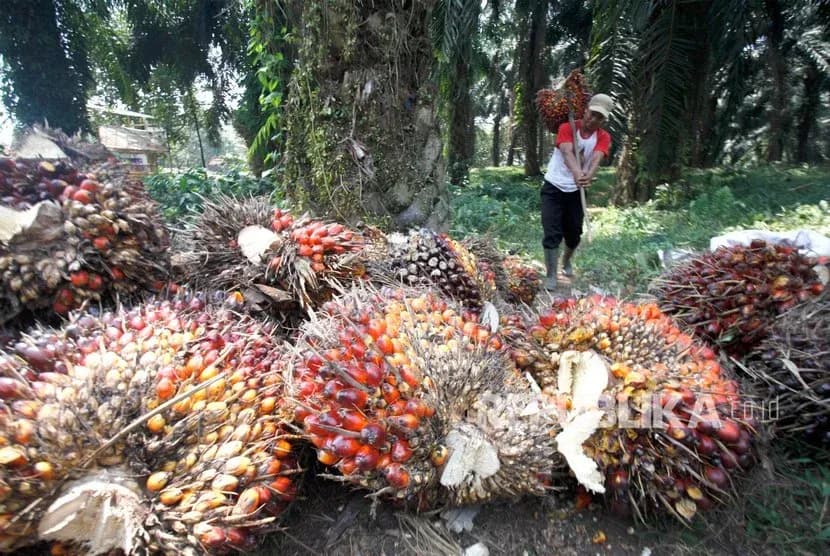 Harga TBS Sawit Kemitraan Swadaya Riau Periode 13–19 Agustus 2025 Naik, Usia 9 Tahun Tertinggi