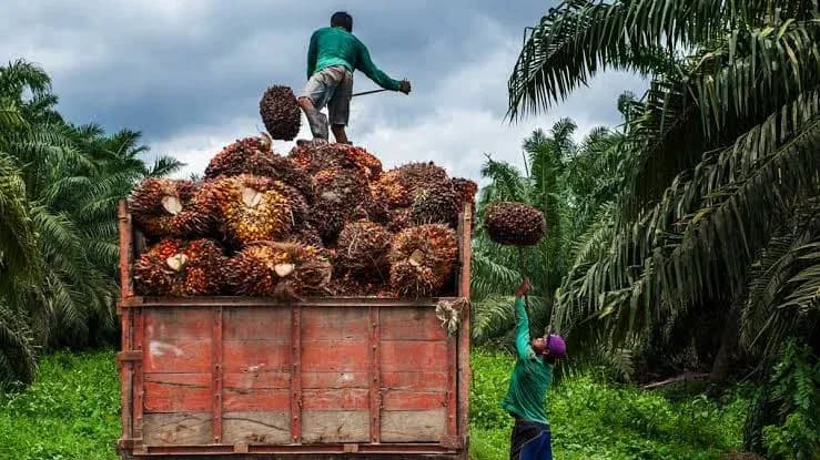 Harga CPO di Kalteng Periode II Juli Ditetapkan Rp14.014,20, Harga TBS Terkerek Naik